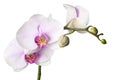 White orchid Royalty Free Stock Photo