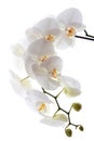 White orchid Royalty Free Stock Photo