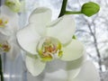 A White Orchid Bloom Blossom Bunch and a Green Flower Bud on Blurred Window Background. Royalty Free Stock Photo