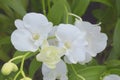 white orchid flower blooming in garden beauty nature and green leaves Royalty Free Stock Photo