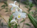 White orchid blooming beautifully in the garden.