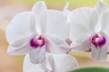 White orchid