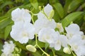 white orchid blooming in garden Bangkok Thailand Royalty Free Stock Photo