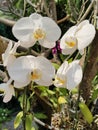 White orchid blooming with light. Royalty Free Stock Photo