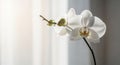 White orchid blooming in soft natural light with blurred background Royalty Free Stock Photo