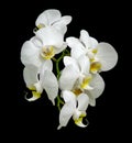 White orchid blooms.