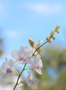 White orchid on blue sky background Royalty Free Stock Photo