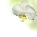 White orchid border