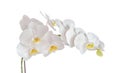 White orchid branch flower, phalaenopsis isolated on white backg