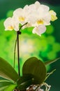 White orchid branch flowers, Orchidaceae, Phalaenopsis known as the Moth Orchid, abbreviated Phal. Green light bokeh. Royalty Free Stock Photo