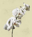 White orchid branch with human eyes inside it on light background. Modern design. Contemporary art. Creative collage