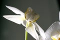 White orchid butterfly Royalty Free Stock Photo