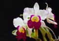 White orchid,Cattleya