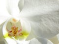 White orchid close up