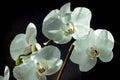 White orchid close up on black background Royalty Free Stock Photo