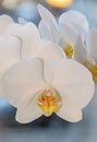 White orchid close up branch flowers, isolated on grey bokeh Royalty Free Stock Photo