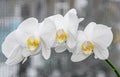 White orchid close up branch flowers, isolated on grey bokeh Royalty Free Stock Photo