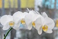 White orchid close up branch flowers, isolated on grey bokeh Royalty Free Stock Photo