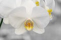 White orchid close up branch flowers, isolated on grey bokeh Royalty Free Stock Photo