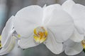 White orchid close up branch flowers, isolated Royalty Free Stock Photo