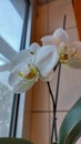 White Orchid. Close-up. Flower in the pot. Royalty Free Stock Photo