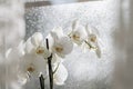 white orchid close-up on window on a rainy day Royalty Free Stock Photo