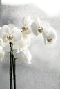 white orchid close-up on window on a rainy day Royalty Free Stock Photo