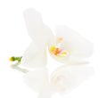 White Orchid closeup Royalty Free Stock Photo