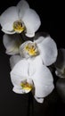 White orchid Closeup of a beautiful white orchid, shot on black background Royalty Free Stock Photo