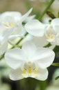 White Orchid closeup. Royalty Free Stock Photo