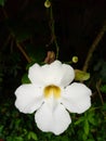 White orchid on the dark Royalty Free Stock Photo