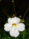 White orchid on the dark