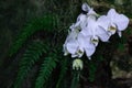 White Orchid on dark backgound in glass house