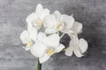 White orchid dark background Royalty Free Stock Photo