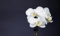 White orchid on a dark background. Close-up. Studio photography. Royalty Free Stock Photo