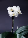 White orchid on a dark background. Close-up. Studio photography. Royalty Free Stock Photo