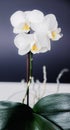 White orchid on a dark background. Close-up. Studio photography. Royalty Free Stock Photo