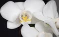 White orchid on a dark background. Close-up. Studio photography. Royalty Free Stock Photo