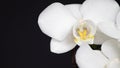 White orchid on a dark background. Close-up. Studio photography. Royalty Free Stock Photo