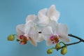 White Orchid With Delicate Petals And Buds