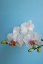 White Orchid With Delicate Petals And Buds