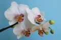 White Orchid With Delicate Petals And Buds