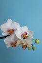 White Orchid With Delicate Petals And Buds