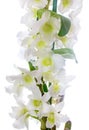 White orchid. Dendrobium nobile Royalty Free Stock Photo