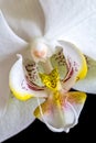 White orchid detail on the black background Royalty Free Stock Photo