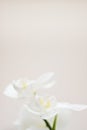 Milky orchid Royalty Free Stock Photo