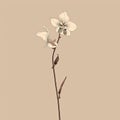 Minimalist Orchid Line Art On Khaki Background