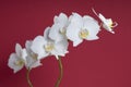 White orchid flower