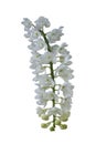 White orchid flower or aerides odoratum bloom is a wild of Thailand in the garden isolated on white background. Royalty Free Stock Photo