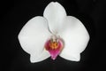 White orchid flower on black background . Royalty Free Stock Photo